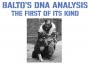 F Balto's DNA