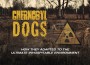 F Chernobyl Dogs