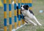 Border,Collie,Running,Through,The,Weaves,In,The,Agility,Course