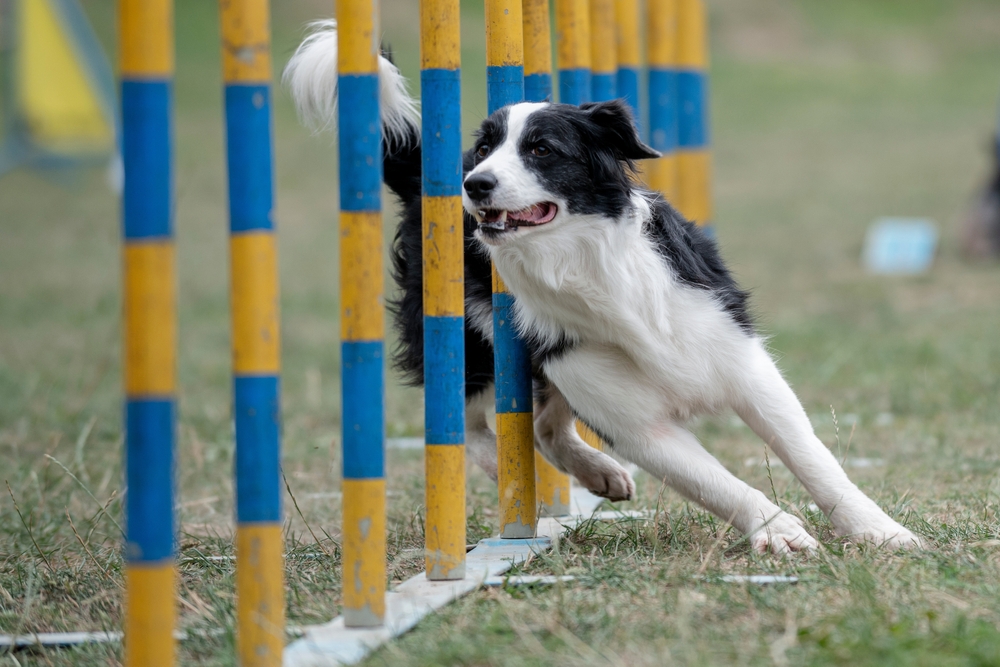 http://caninechronicle.com/wp-content/uploads/2023/07/Border-Colle-agility.jpg