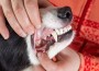 Checking,Of,Dog's,Teeth,By,Veterinarian