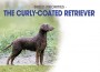 F BP Curly Coated Retriever F BP Curly Coated Retriever