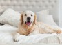 Golden,Retriever,Puppy,Dog,In,Luxurious,Bright,Colors,Classic,Eclectic