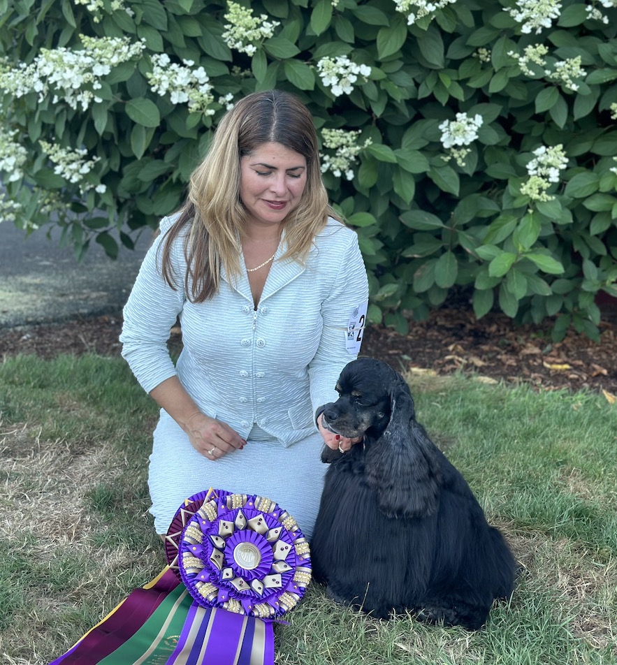 English cocker deals spaniel washington state