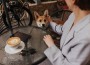 Woman,Touches,Corgi,While,Resting,In,Cafe.,Cool,Girl,In