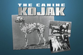 F The Canine Kojak
