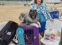 Sherwood's Singing In The Rain At Keeshond Heaven