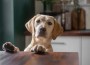 Yellow,Labrador,Puppy,On,The,Kitchen,Worktop,Looking,For,Food