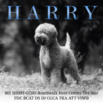 2023_HarryLagotto_GIF_Oct2023