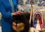 Lapphund_Lapinkaunis-I-Want-It-All1