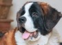 MAF StBernard MAF StBernard