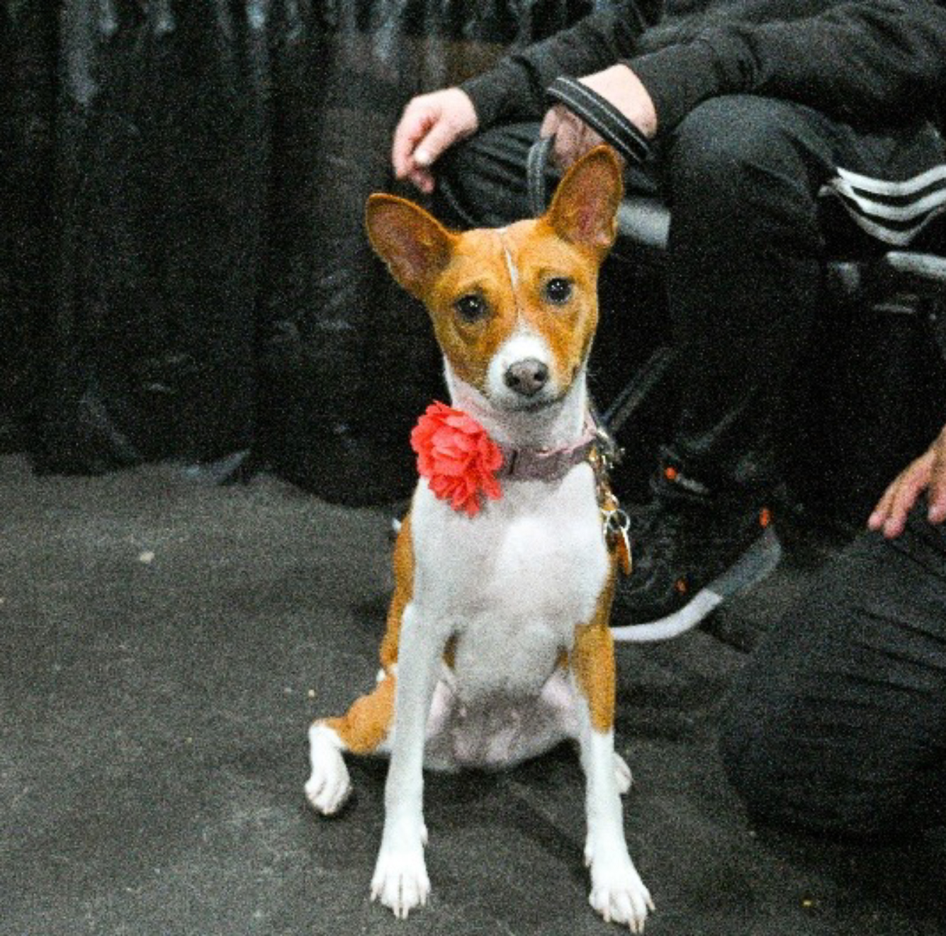 AKC Meet the Breeds Returns to NYC Canine Chronicle