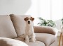 Wire,Haired,Jack,Russell,Terrier,Puppy,On,The,Beige,Textile