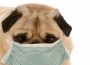 canine-chronicle-sick-pug
