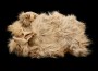 pelt of a Coast Salish woolly dog