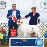 GCH CLUSSEXX CROWNED KING