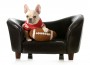 Sports,Hound,-,French,Bulldog,With,Stuffed,Football,Sitting,On