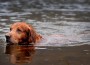 dog-in-river