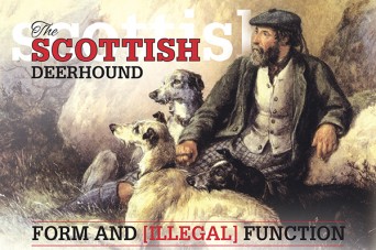 F Scottish Deerhound