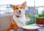 Dog,Sits,At,Served,Table,In,Cafe,,On,Street,Terrace