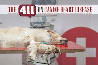 F 411 on Canine Heart Disease