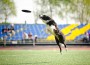 Border,Collie,Dog,Catching,The,Flying,Disc,In,Jump