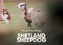 F BP Shetland Sheepdog