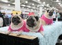 MeetTheBreeds_Pug