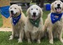 Antimicrobial Use in Golden Retrievers