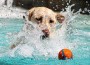 A,Labrador,Retriever,Splashes,Water,Around,During,A,Fun,Outing