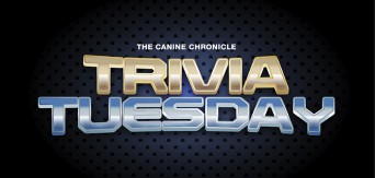 CC_TriviaTuesday Artwork