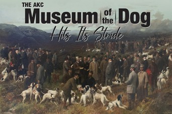 F The AKC Museum of the Dog