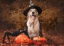 A,Dog,Dressed,As,A,Witch,For,Halloween.,A,Golden