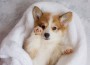 Cute,Welsh,Corgi,Pembroke,Puppy,Is,Lying,On,A,Blanket