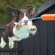 Springer,Spaniel,Diving,For,Orange,Toy,In,Recent,Dock,Diving