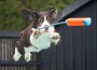 Springer,Spaniel,Diving,For,Orange,Toy,In,Recent,Dock,Diving