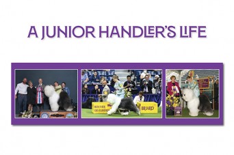 F A Junior Handler's Life