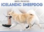 F BP Icelandic Sheepdog