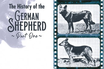 F The History of the German Shepherd