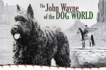 F The John Wayne of the Dog World