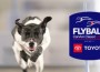 Flyball