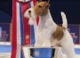 2012-BIS-Wire-Fox-Terrier-Sky-Lisa Croft-Elliott