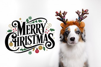 Adorable,Dog,Wearing,Reindeer,Antlers.,Cute,Festive,Christmas,Background,Featuring