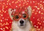 Corgi,Dog,In,Carnival,Glasses,With,The,Numbers,Of,The