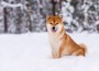 Winter,Photos,Of,A,Dog.,Shiba,Inu.