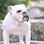 GCHS. Bristol's The Devil Wears Prada