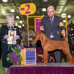 GCHS. Breezy's Sky Pilot