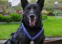 Hurricane, a Belgian Malinois, receiving Great Britain's PDSA Order of Merit for Outstanding Devotion and Service to Society on October 4, 2019 at the US Embassy in London, UK