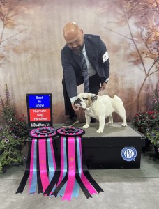 Bristols The Devil Wears Prada