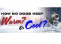 F Hod Do Dogs Keep Warm or Cool